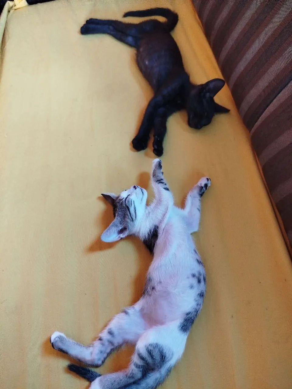 Gatinha tricolor disponível para adoção - Foto 3