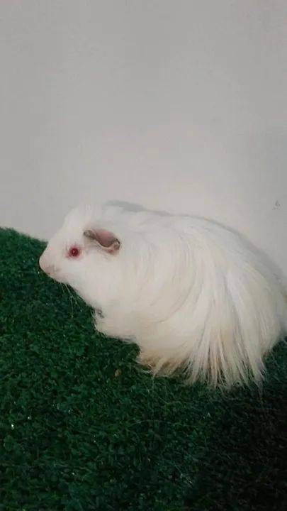 Porquinho da india de raça  - Foto 6