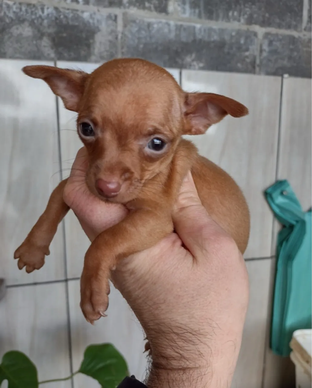 Pinscher