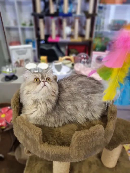 Gatos PERSA para venda - Foto 3