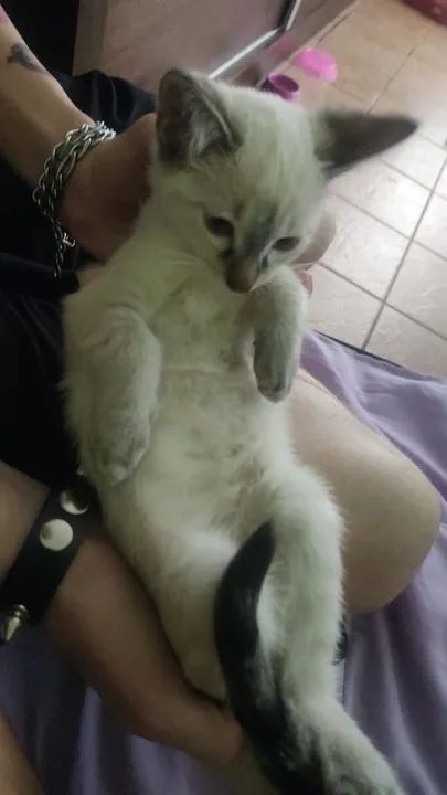 Gatinho Siamês disponível para adoção