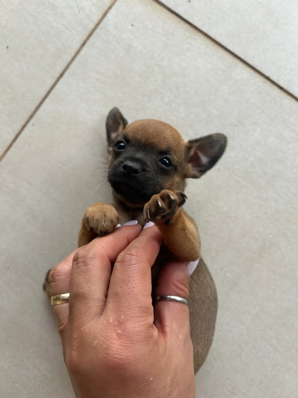 Filhote de pinther com chihuahua.