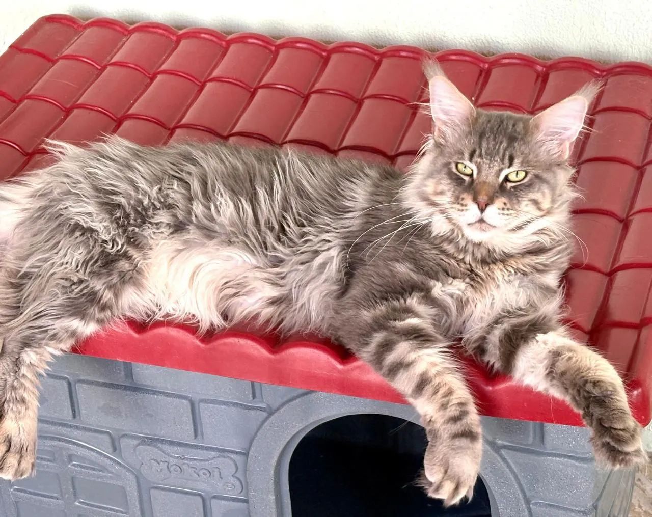 Maine Coon - Foto 4