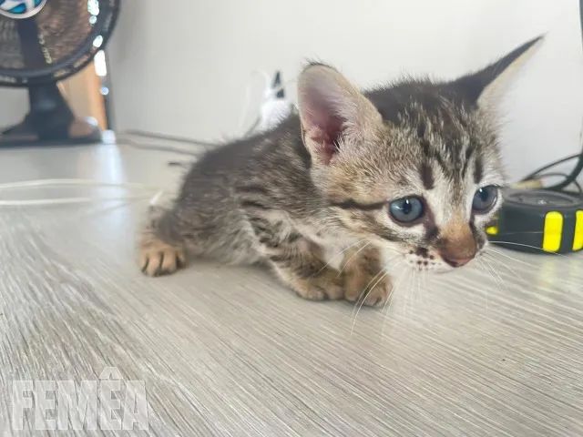 Gatinhos Adoráveis Procuram Lares Cheios de Amor!  - Foto 5