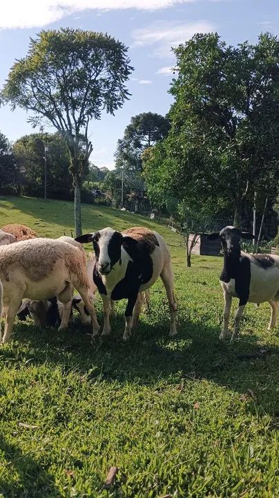 Venda de carneiros raça dorper com Santa Inês  - Foto 5
