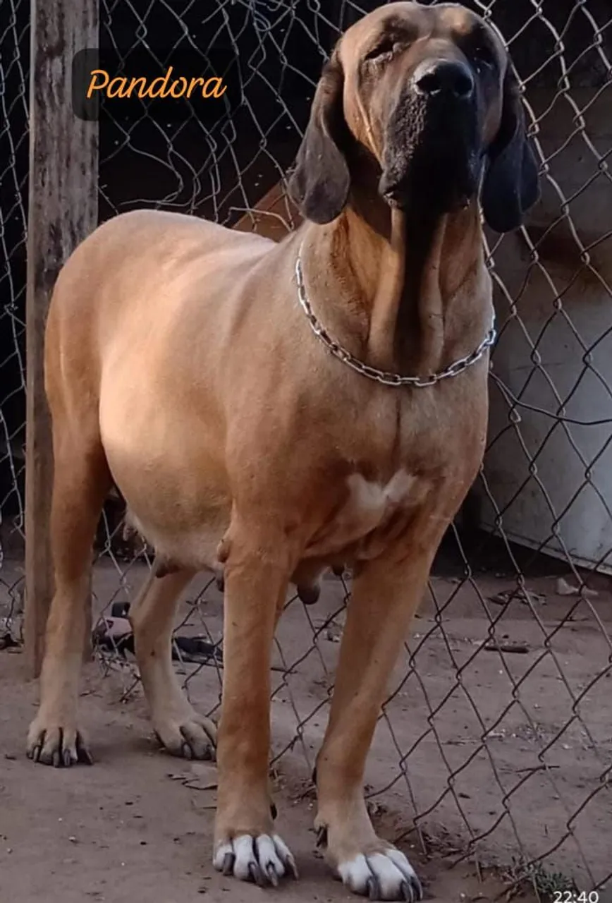 Fila Brasileiro