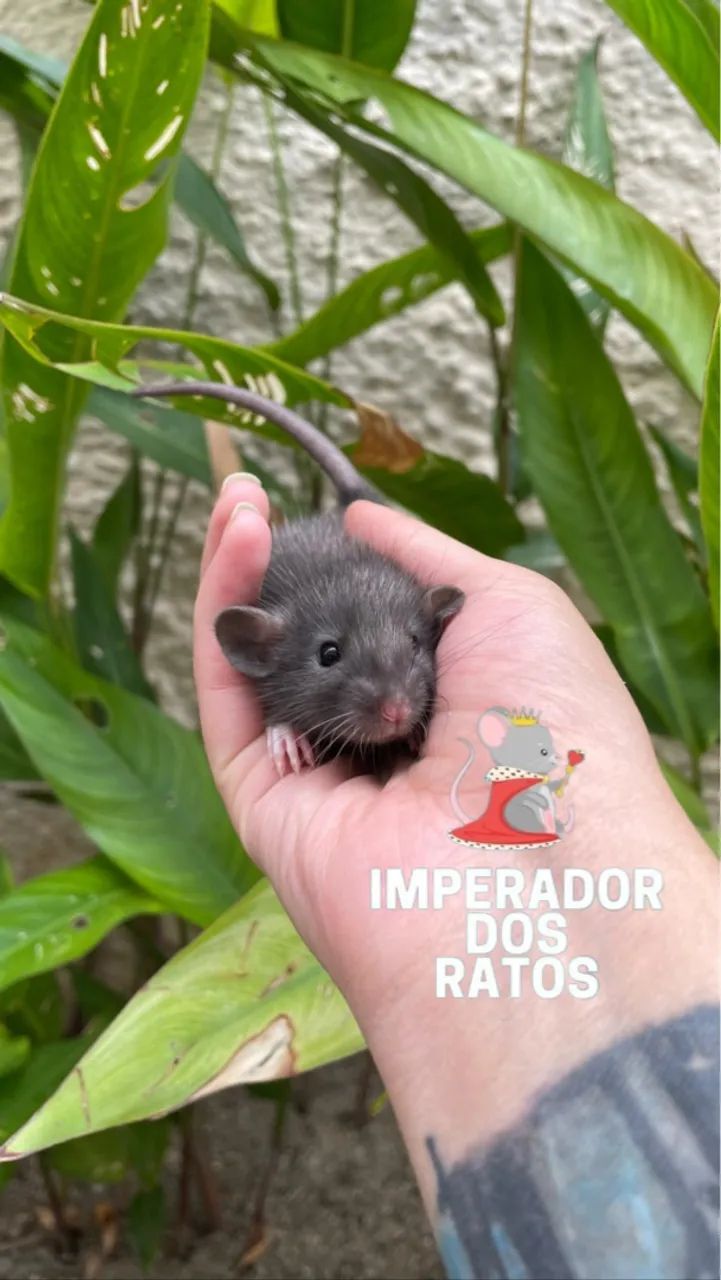 Rato Twister - Foto 4