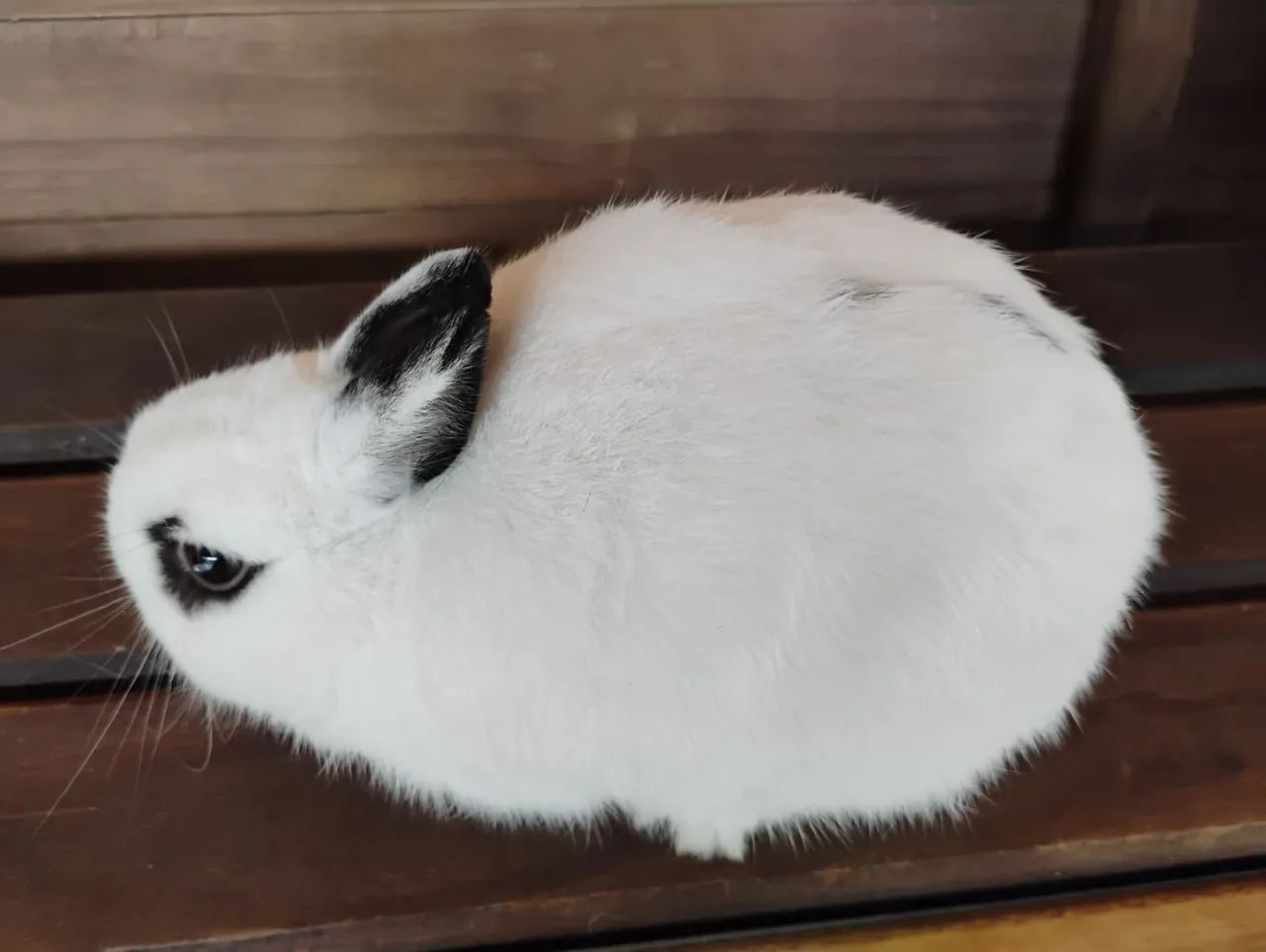 Super promoção de coelho anão netherland dwarf - Foto 3