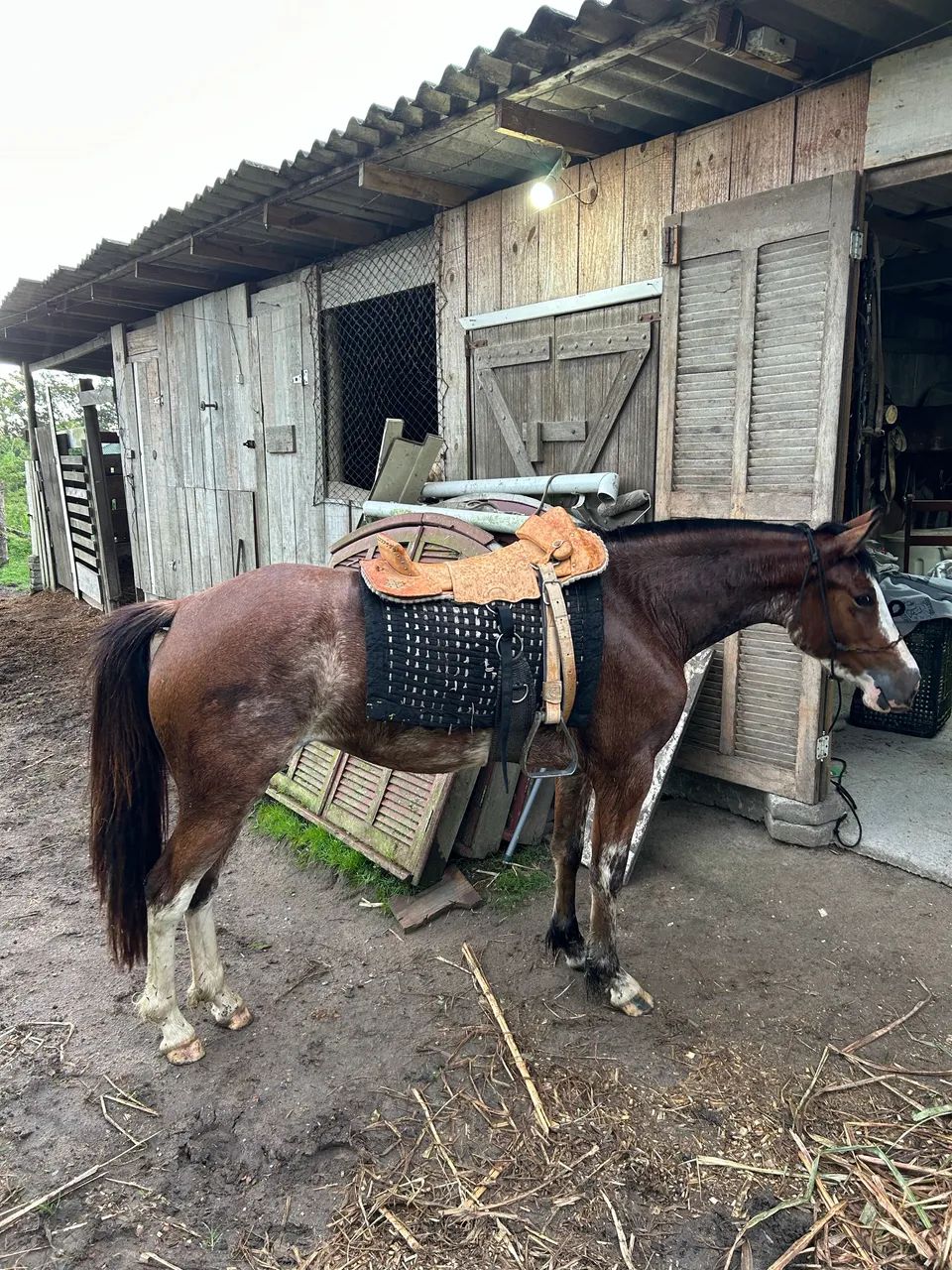 Égua oveira Crioula  - Foto 5