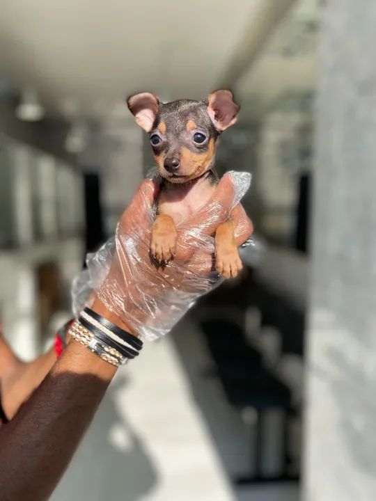 Pinscher miniatura- Fêmea linda e saudável com pedigree - Somos loja física e canil - Foto 2