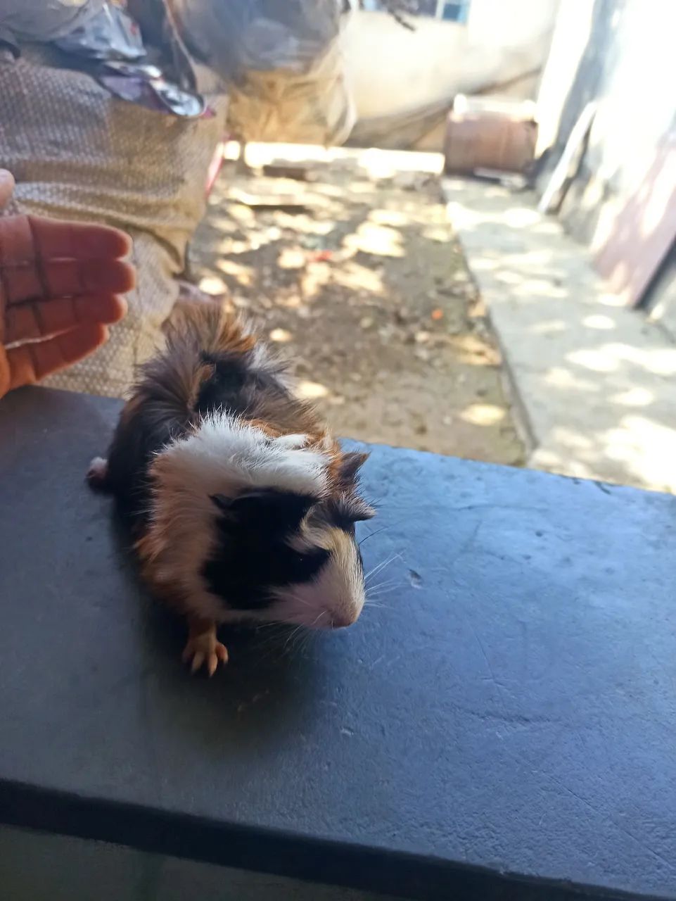 Porquinho da índia peruano64276689012225123