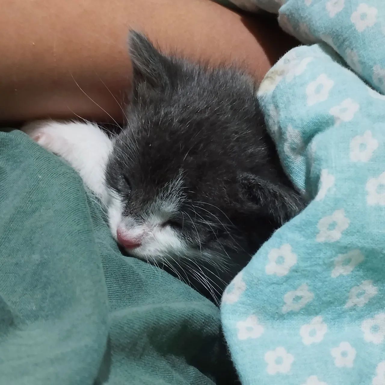 Gatinho filhote para adoção - Foto 2