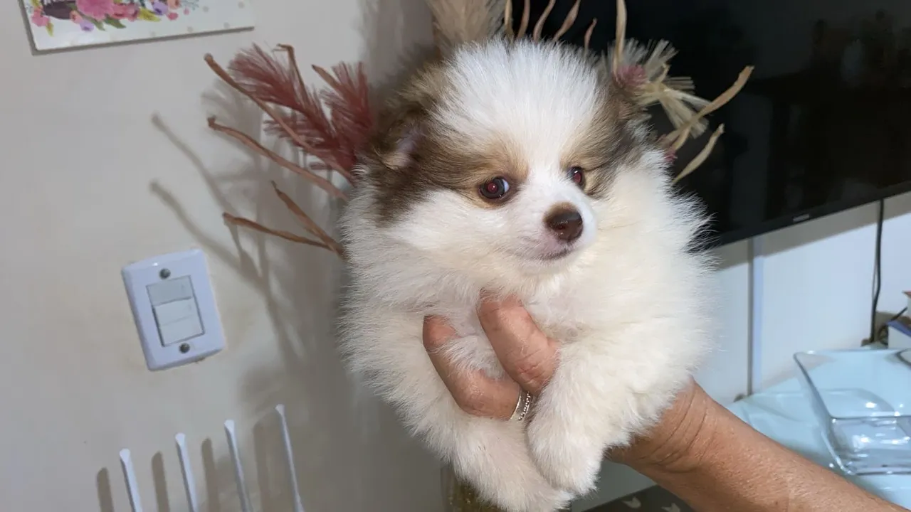 Spitz Alemão anão