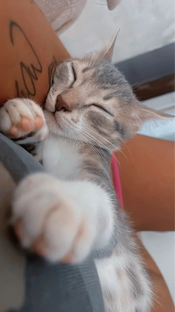 Doa se gatos 3 meses 