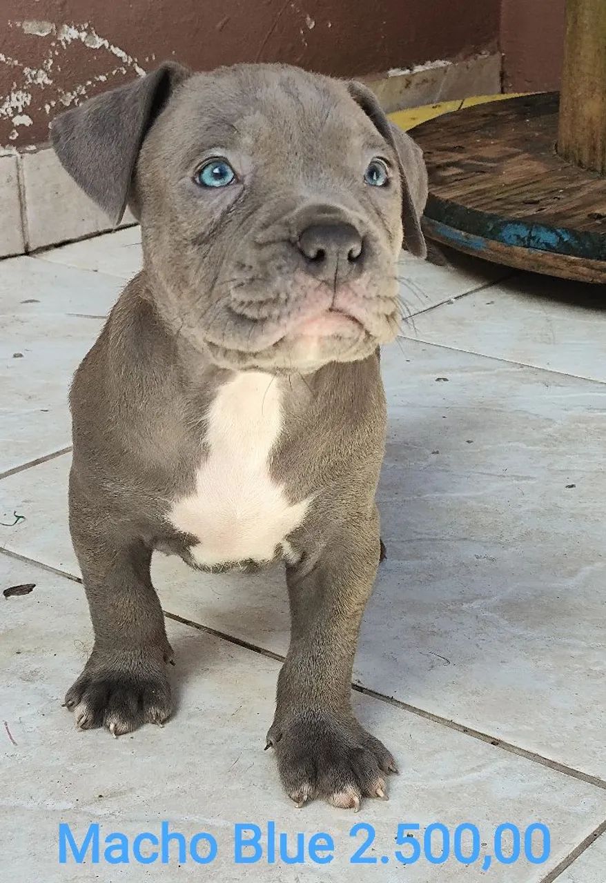 Filhotes de pitmonster disponíveis com pedigree  - Foto 4
