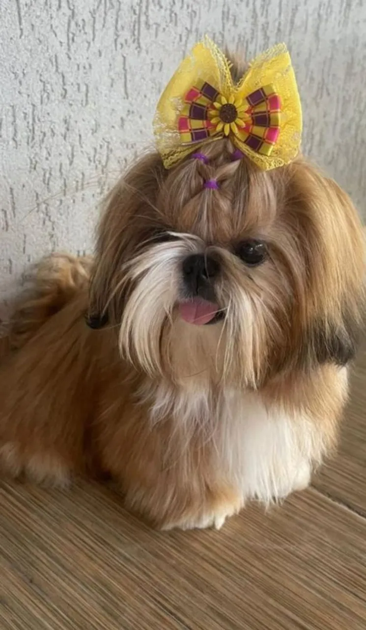Shih Tzu fêmea adorável