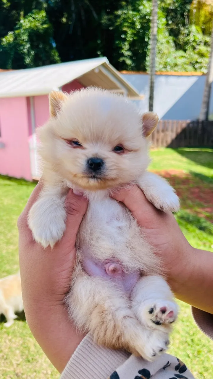 Filhotes Lulu da pomerania