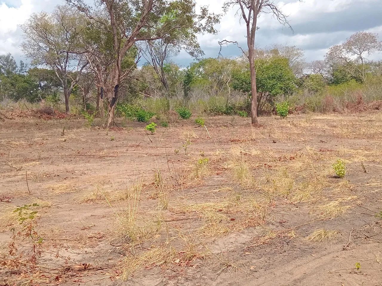 Fazenda  propriedade para soja gado e milho  - Foto 9