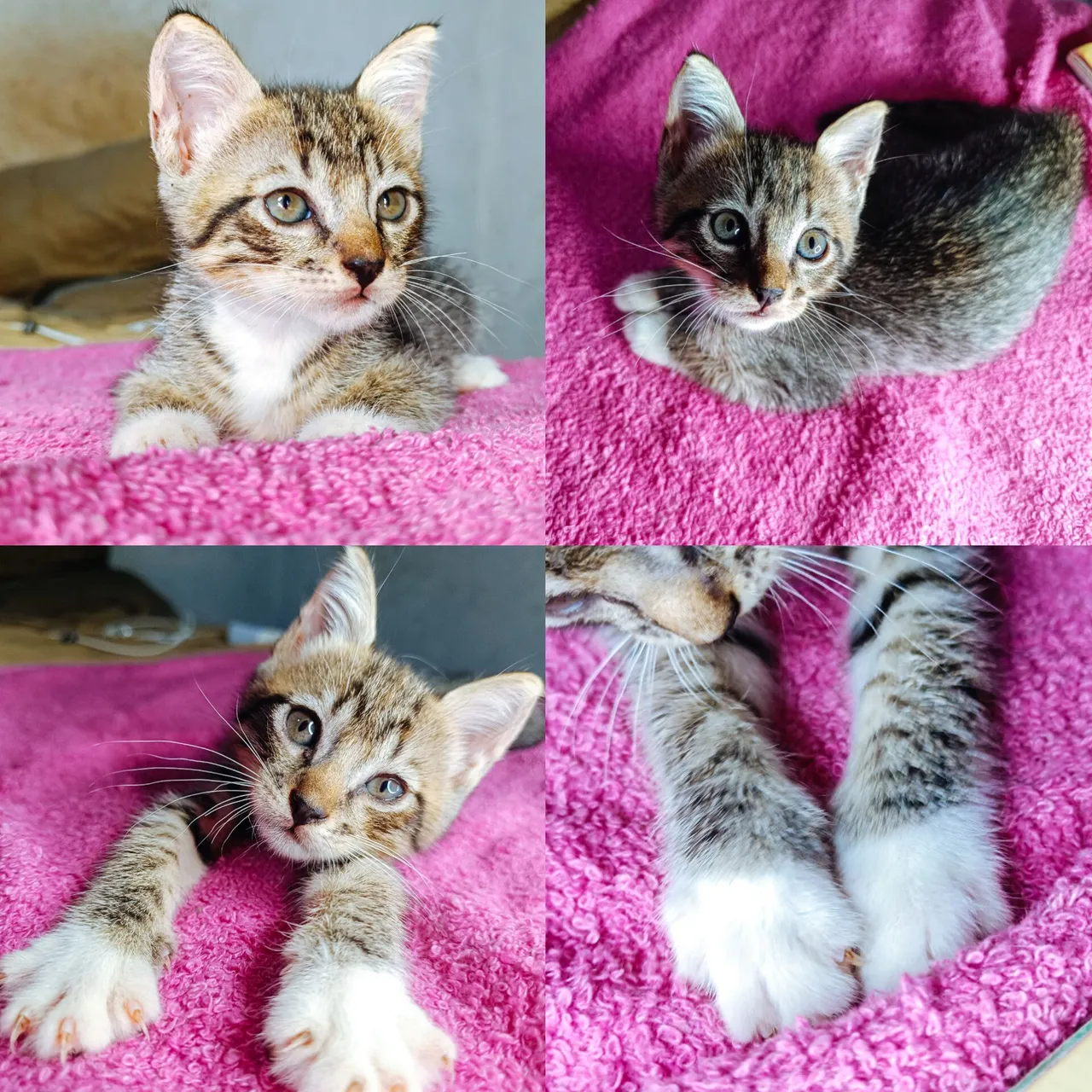 Gatinhas Filhotes para Adoção - Fofas e Carinhosas!