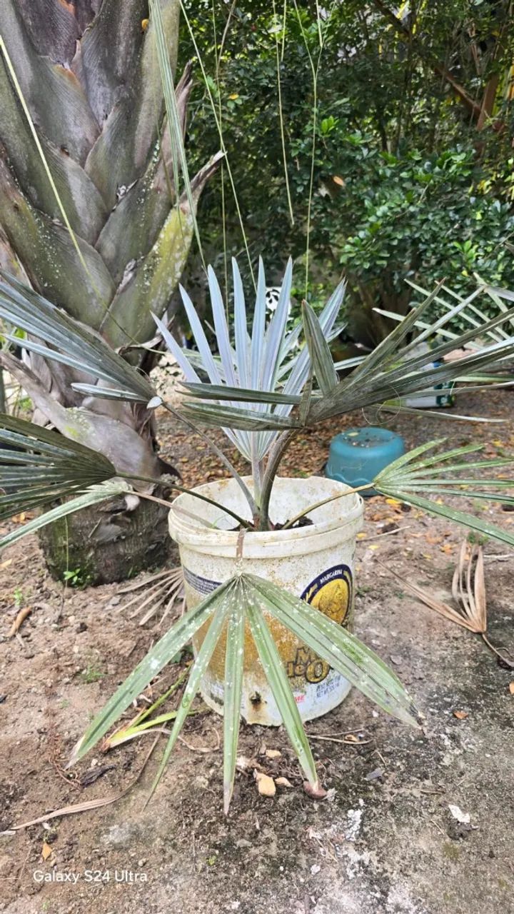 Palmeira azul - Foto 3