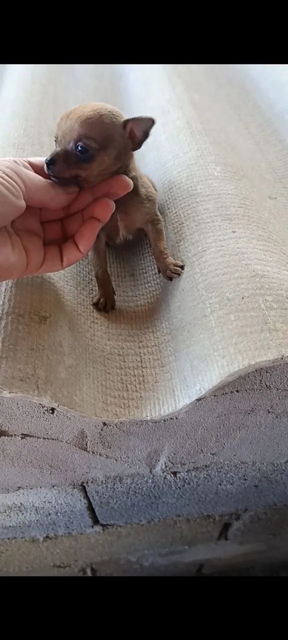 pinscher fêmea 00 - Foto 4