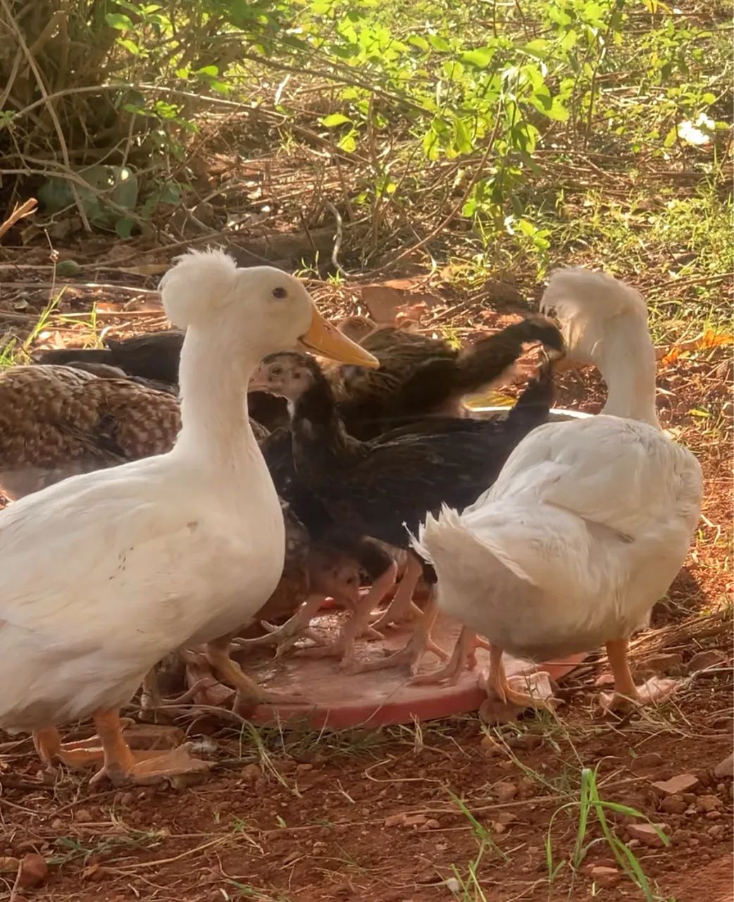 Pintinhos GLC de ovos coloridos, Galinha da Angola e Marrecos Pompom  - Foto 3
