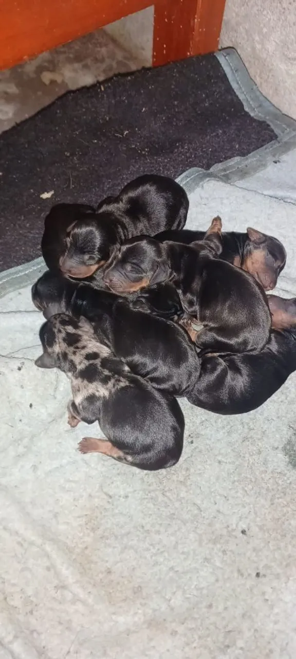 Filhotes deLinguicinha
