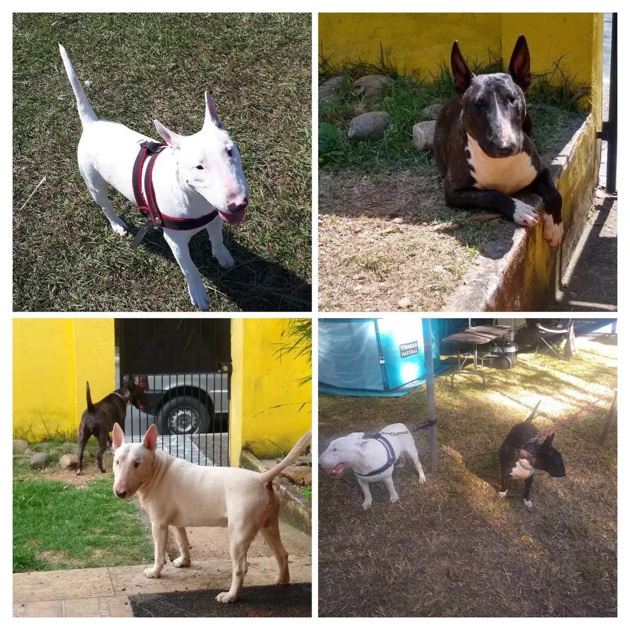 Bull Terrier Inglês - Filhotes e Adultos