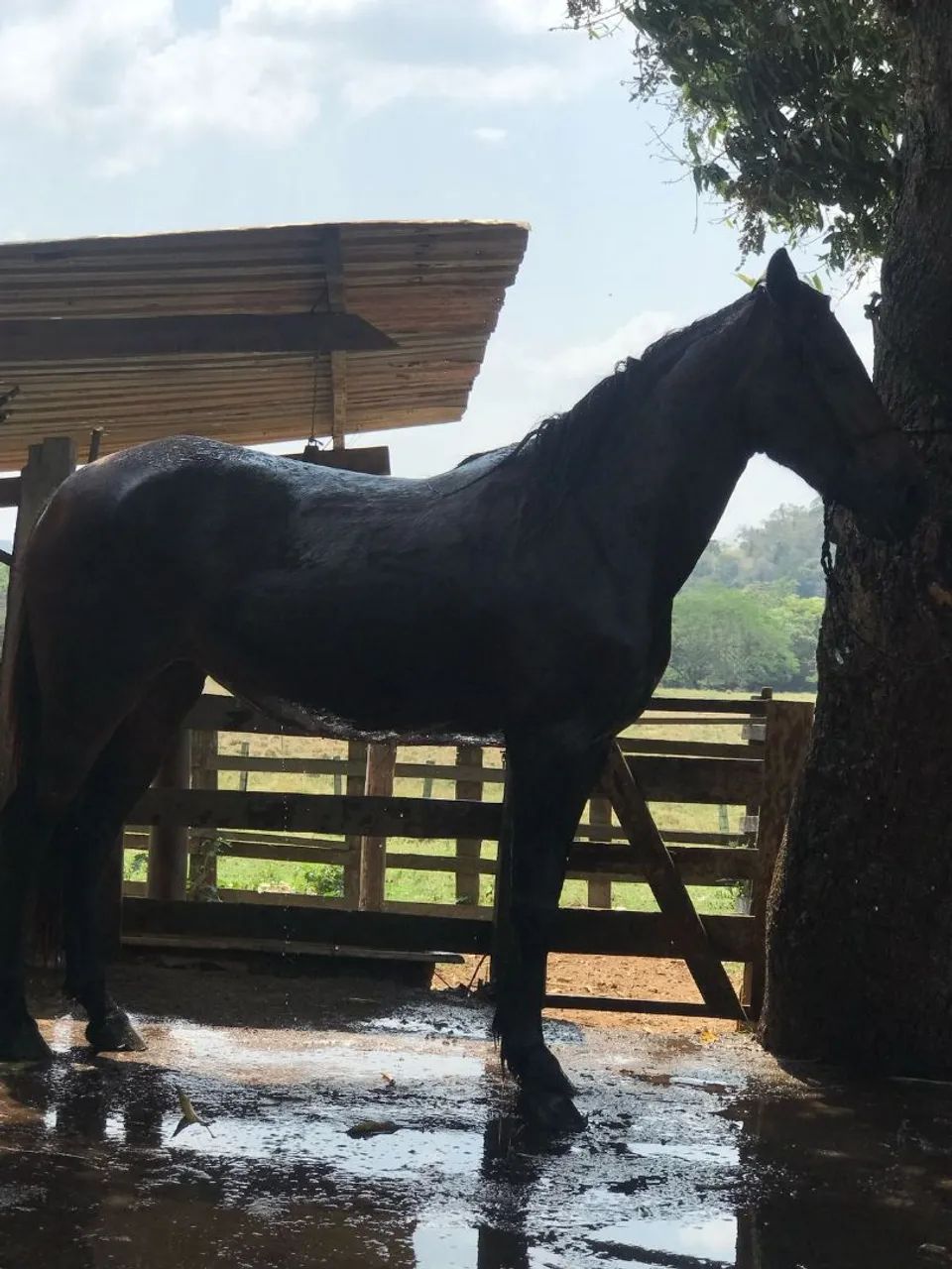 Potra quarto de milha  - Foto 4