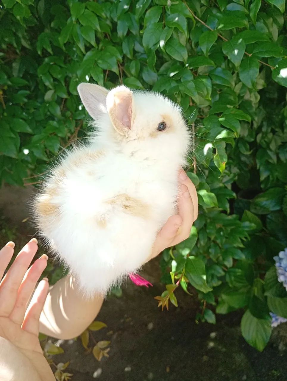 Filhotes fêmea de coelho mini lion - Foto 3