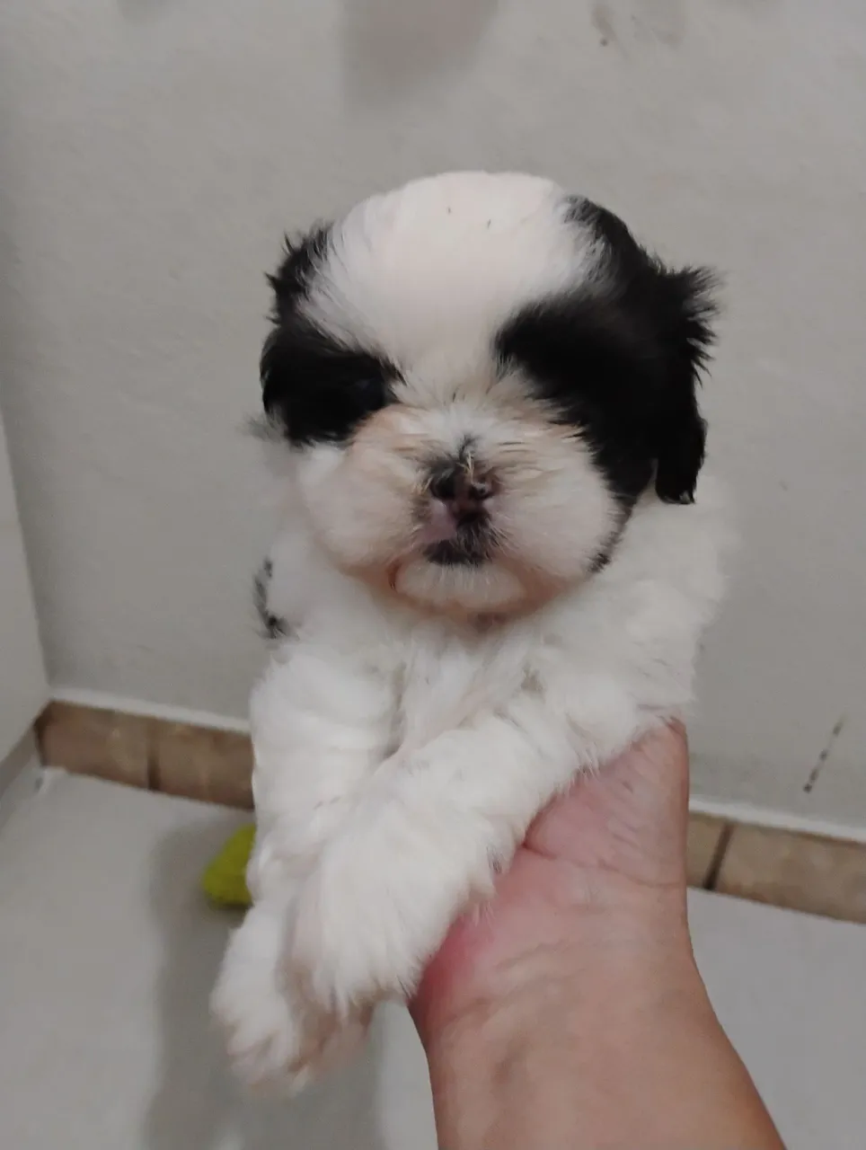 Filhote Shih Tzu