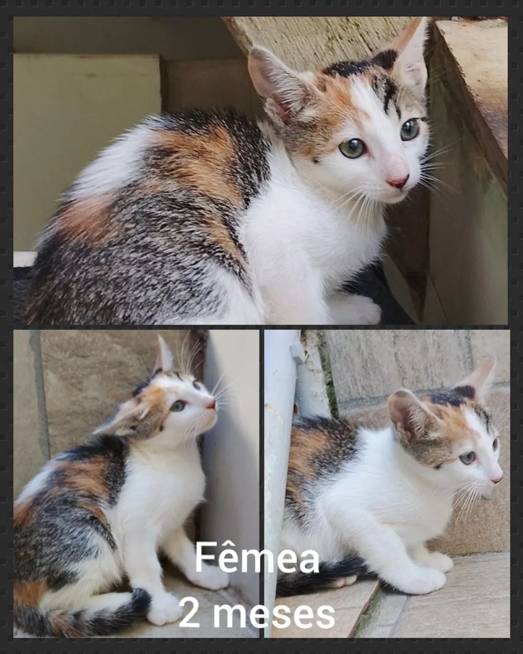 Doação de Gatinhos - Foto 2