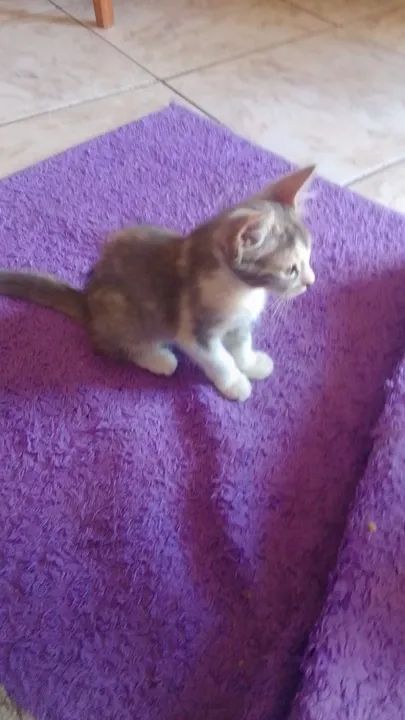 Doação de gatas  - Foto 2