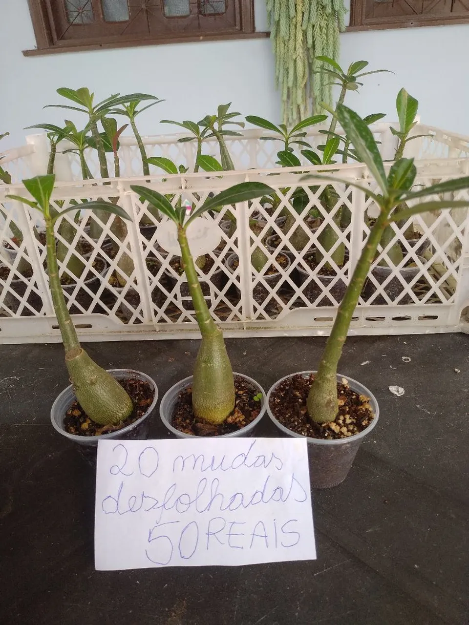 20 Mudas de Rosa do Deserto Desfolhadas por R$50