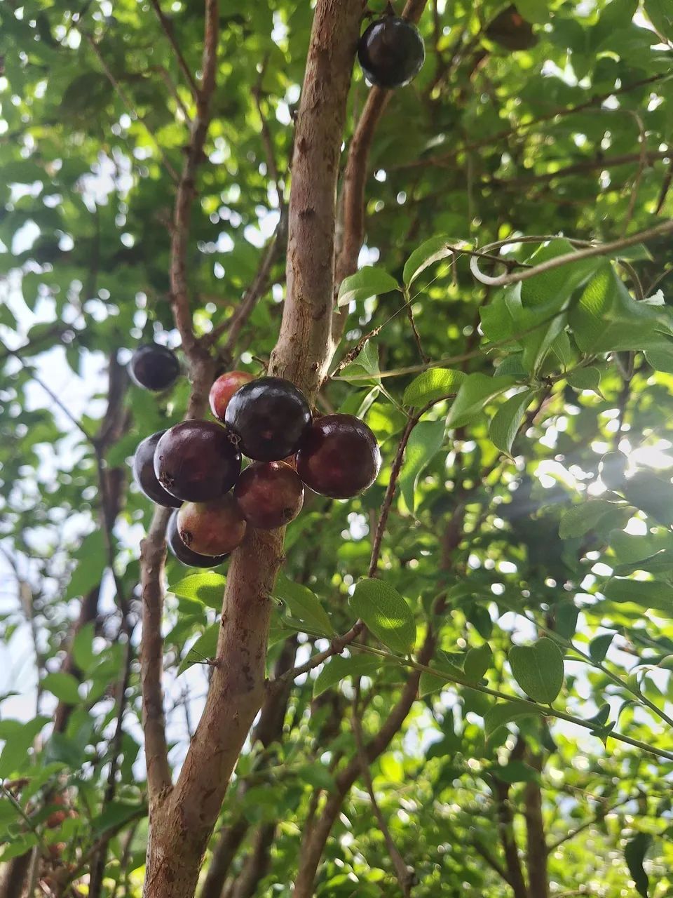 Mudas de jabuticaba com mais de 10 anos - Foto 2