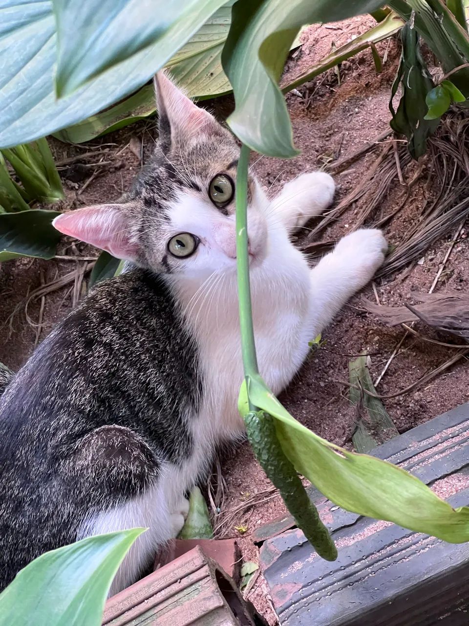 Gatos para adoção  - Foto 3