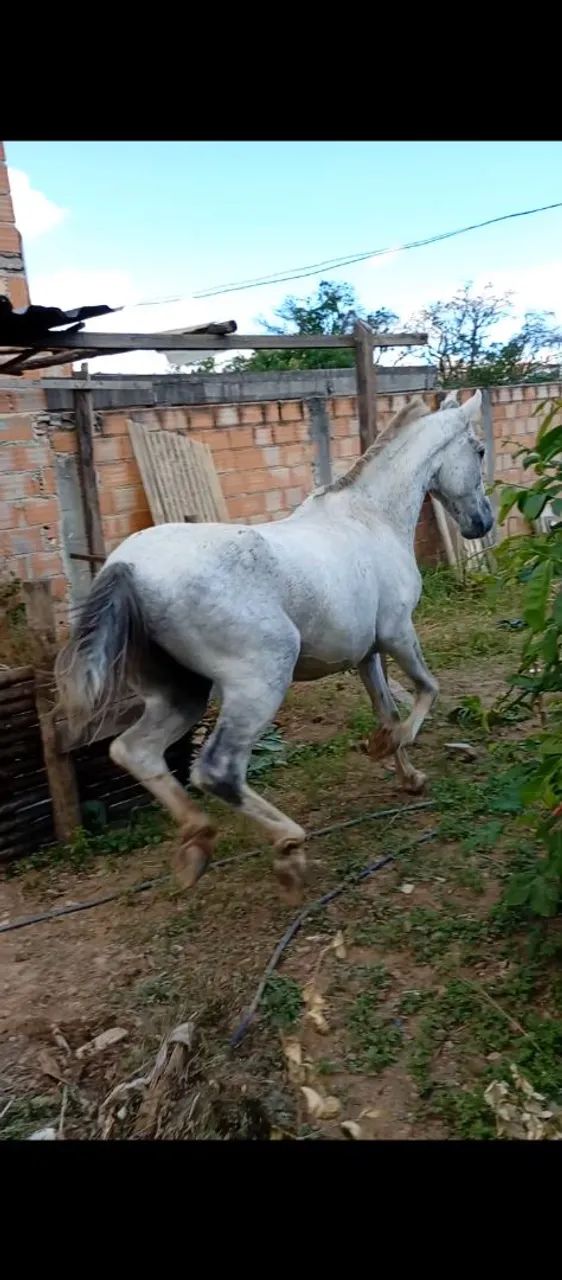 Cavalo castrado  - Foto 3