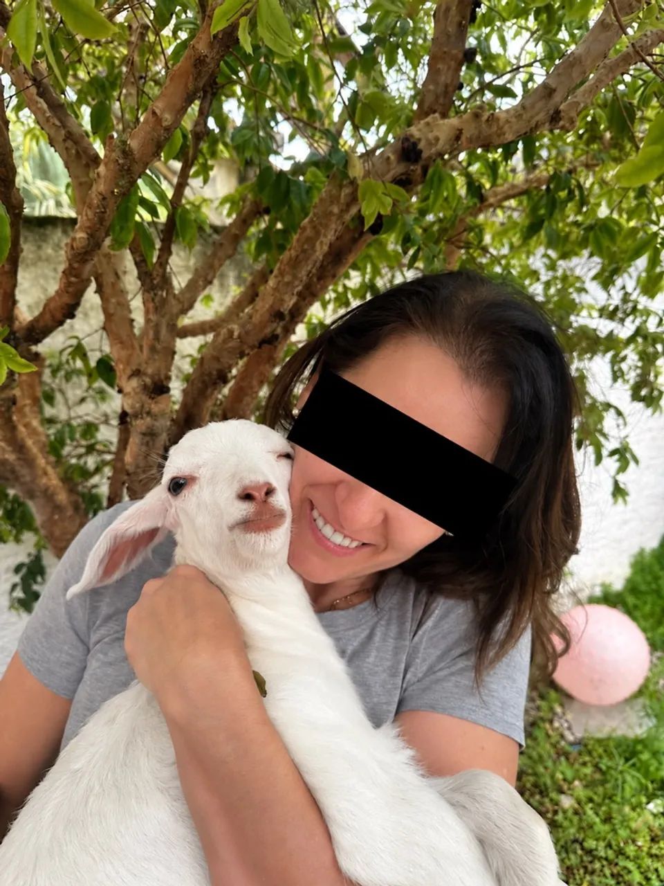 Lindo cabritinho  - Foto 2