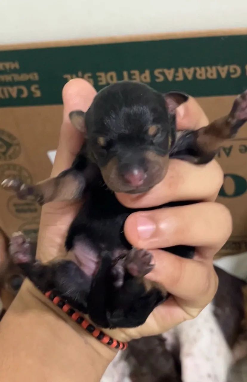 Pinscher macho para reserva