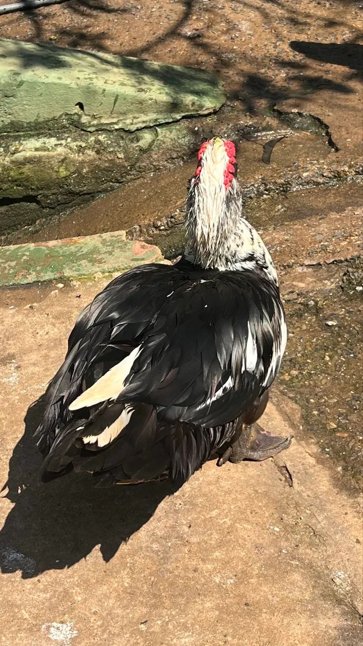Patos para sítio e casa - Foto 3