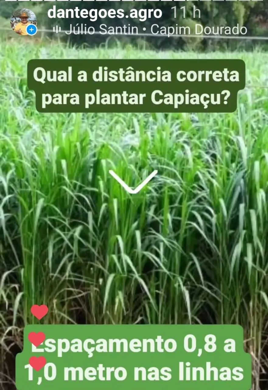 Capim kurumi e Capiaçu  - Foto 3