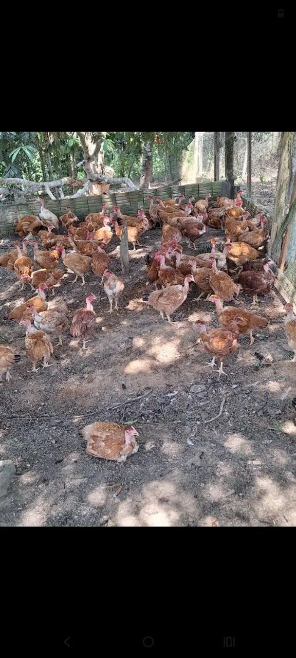 Vende se frango e galinha  - Foto 3