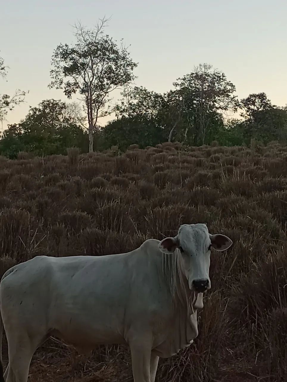 Chácara a venda - Foto 4