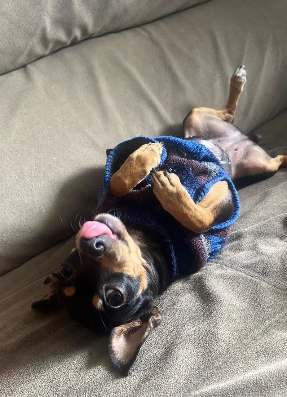 Pinscher - Foto 3