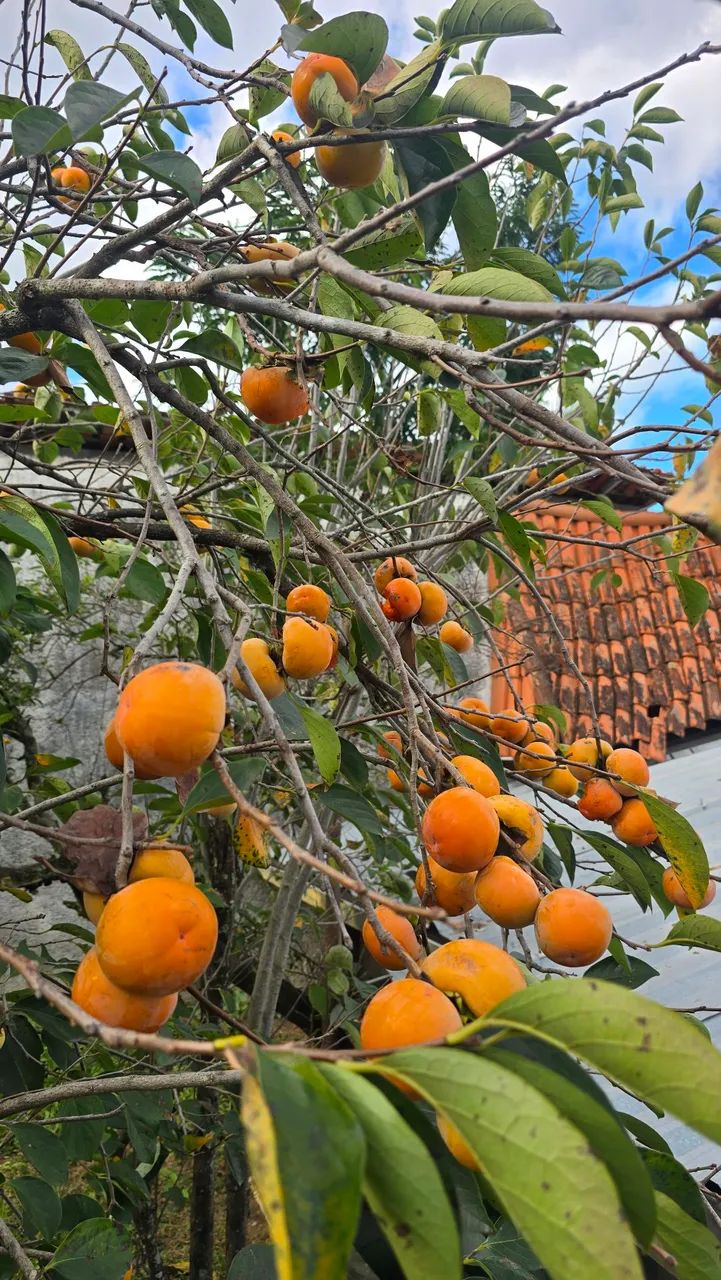 Sitio maravilhoso  - Foto 2