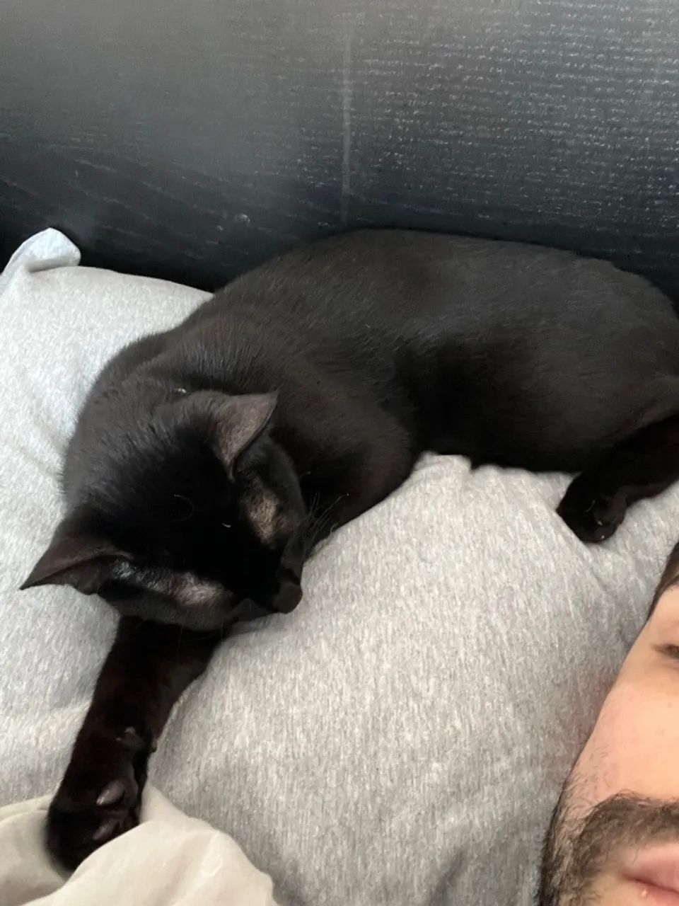 Gato - Foto 3