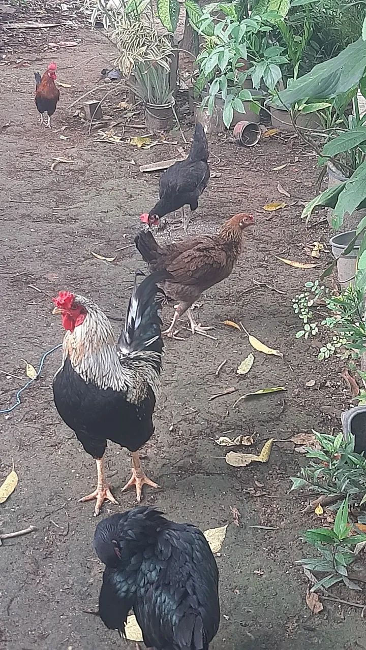 Galinha e galos