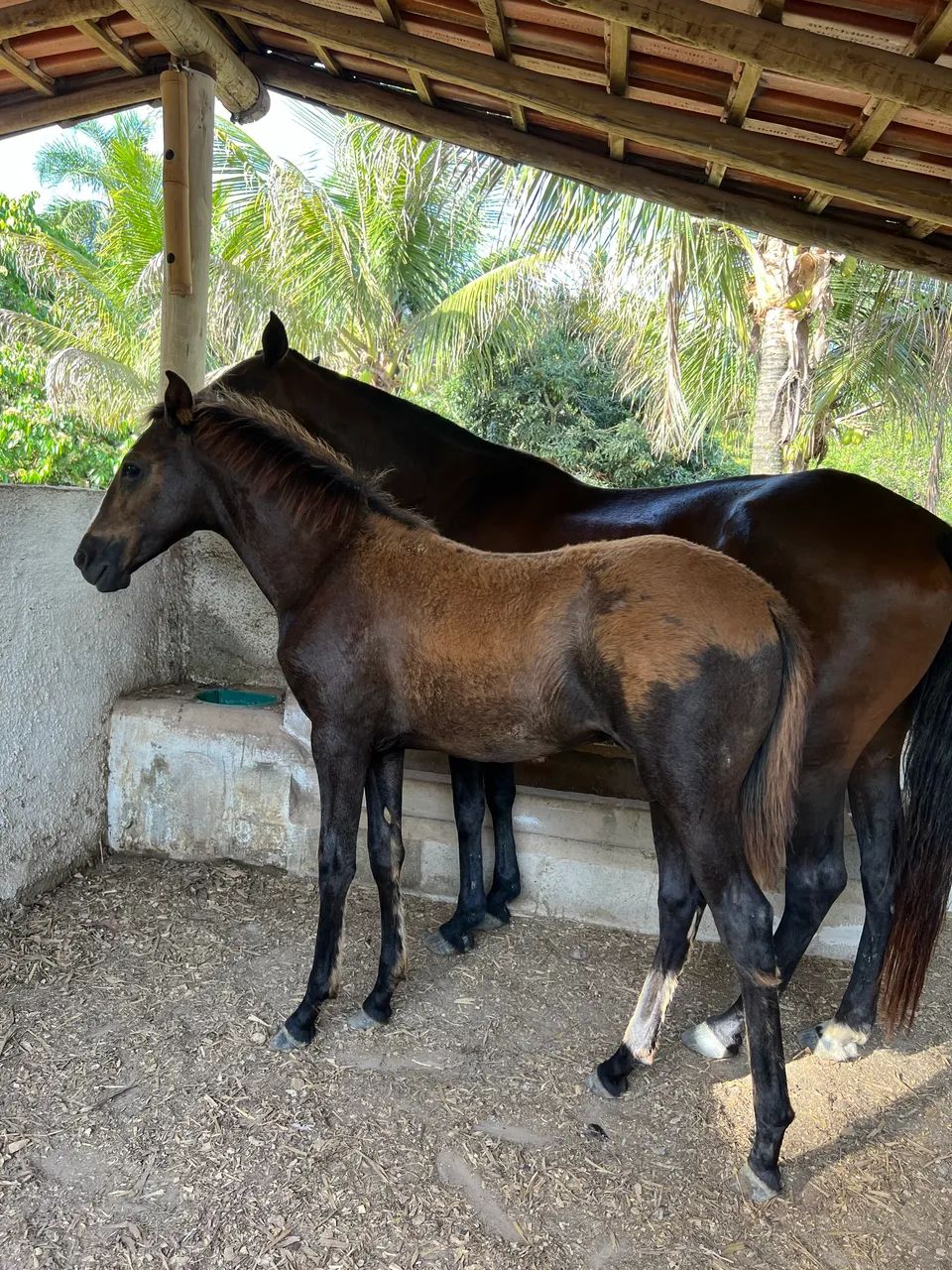 Potro Mangalarga neto do Fator da cavarú retã 