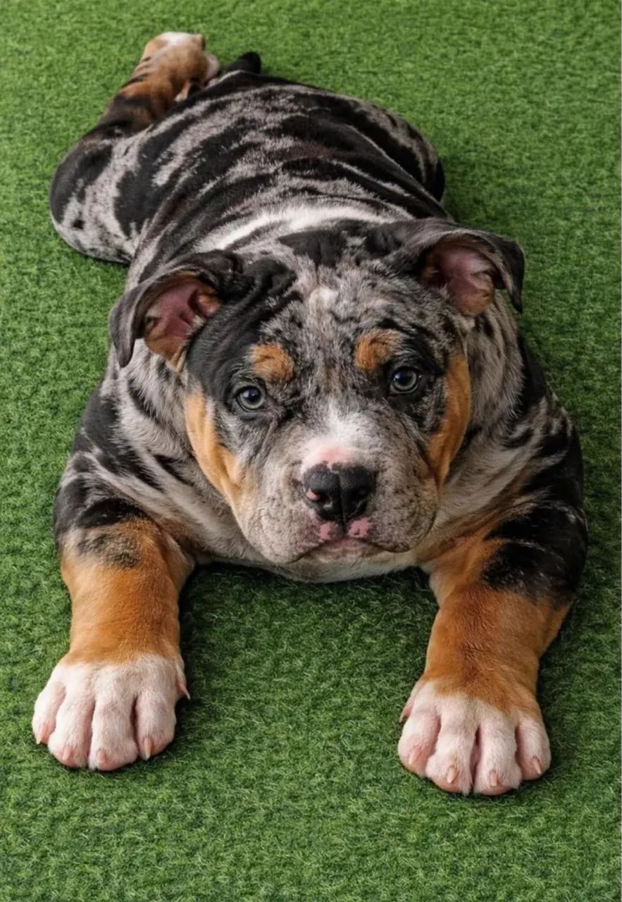american bully c/ pedigree  - Foto 2