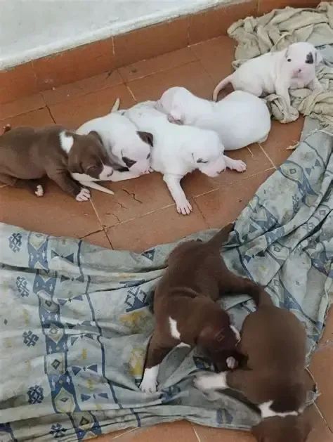 labrador x pitbull - Foto 2